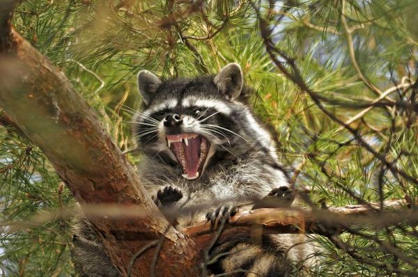 OR, Portland Raccoon yawns in a tree limb